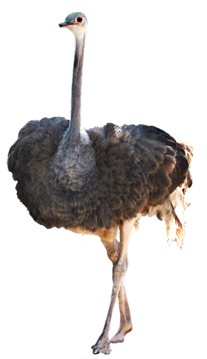 ostrich clipart - photo #48