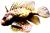 lionfish clipart