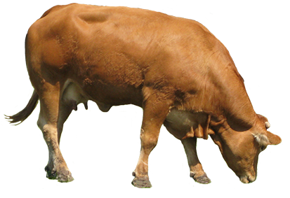 brown cow eating grass