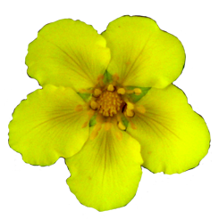 Flower Image Gallery - Useful Floral Clip Art