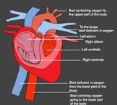 Medical Cartoons