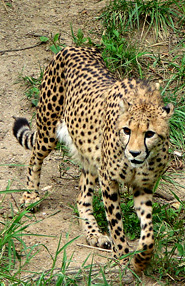 cheetah picture walking