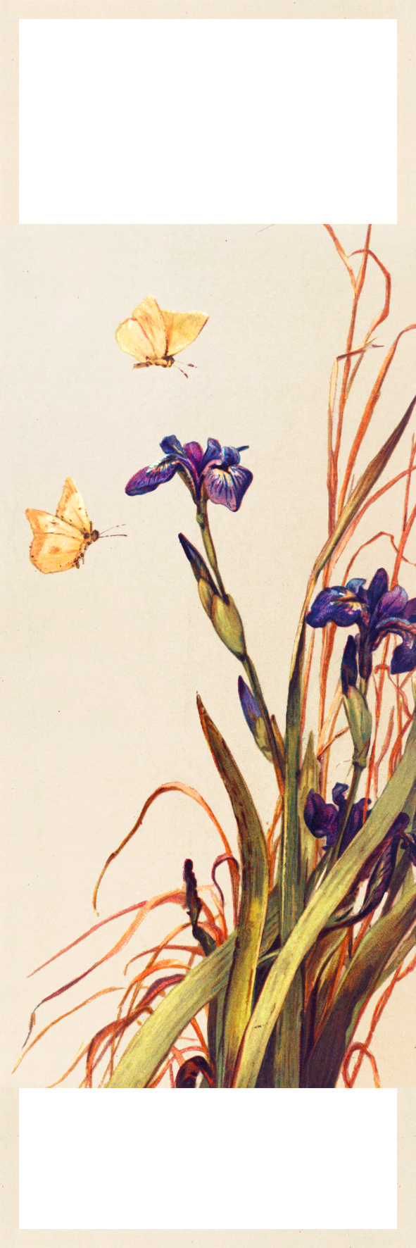 bookmark print butterflies iris