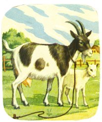 image of goat and young goat