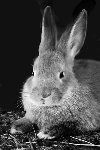 photo of bunny