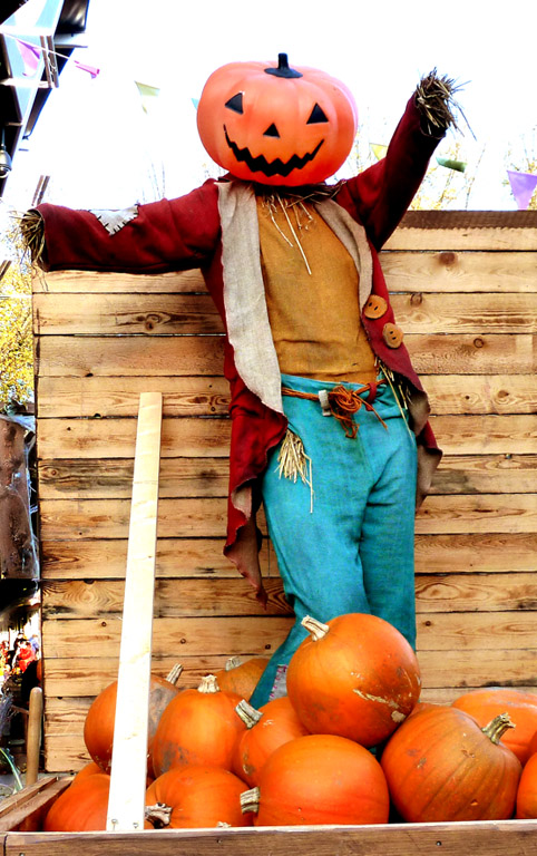 Halloween pumpkin man with pumpkins