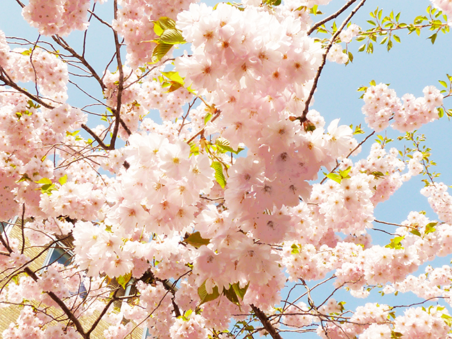 Flower bloom in spring Japanese cherry