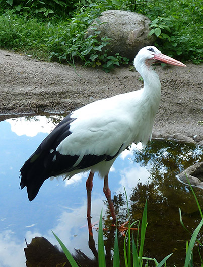 zoo-animal-stork