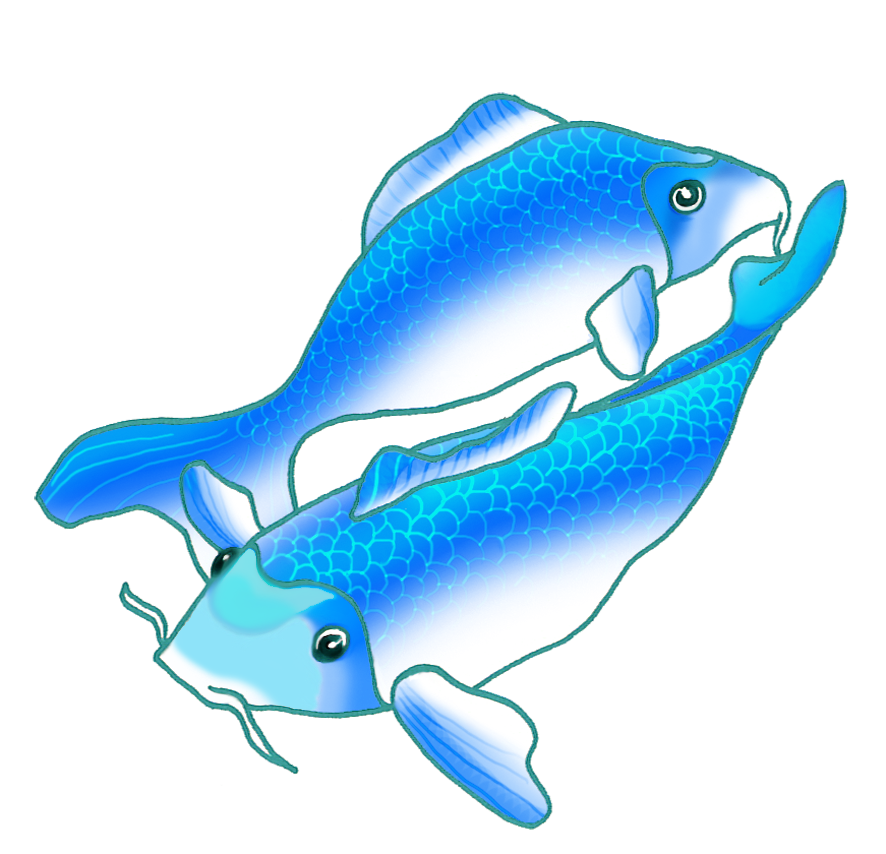 two blue koi fish swimming