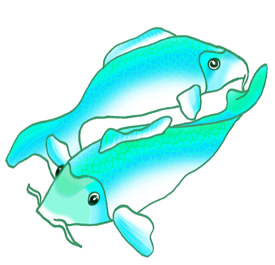 two blue green koi fish