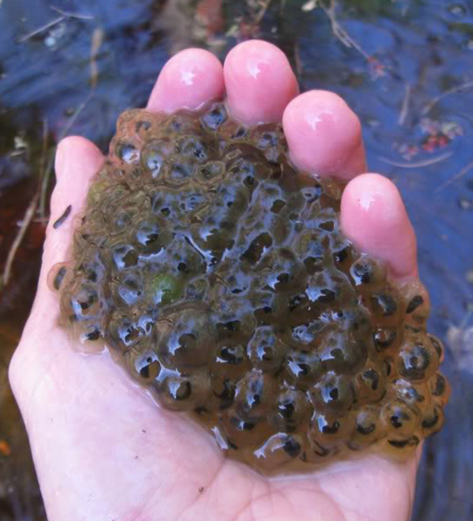 egg mass of wood frog