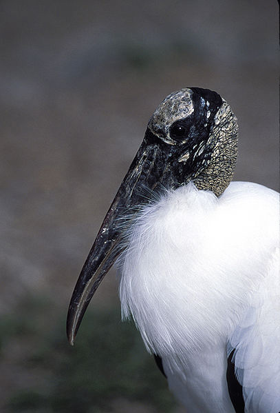 American Wood Stork