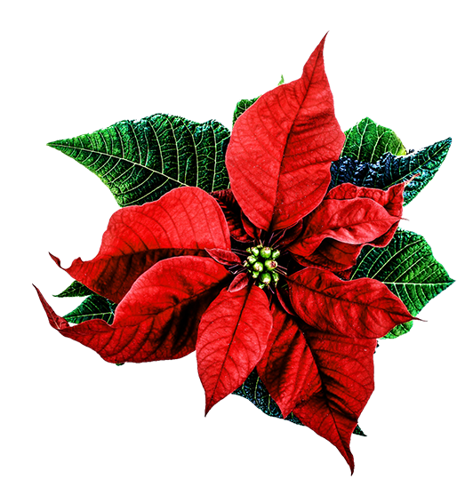 christmas flower clip art