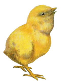 Easter chicken clip art