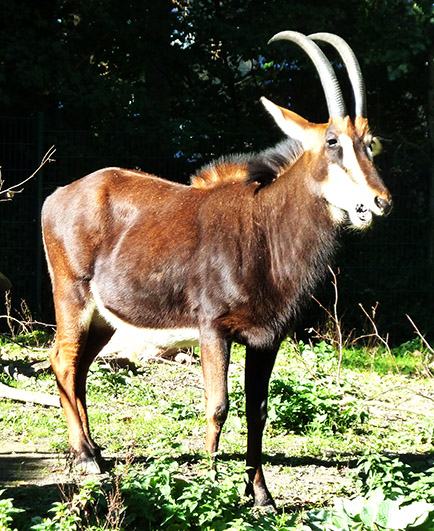 Sable Antelope Copenhagen Zoo