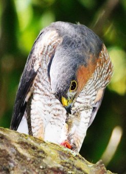 Puerto Rican sharp shinned Hawk photo