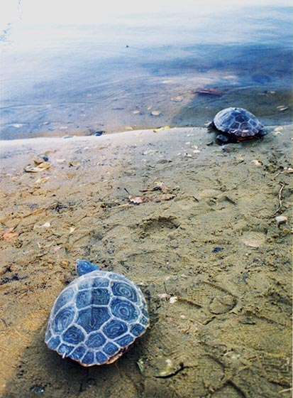 Two terrapins going into the water