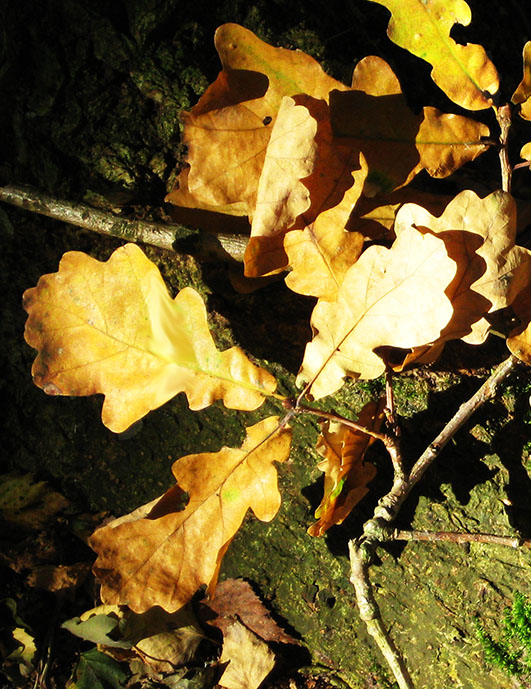 oak leaved in the fall