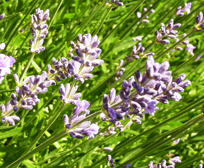 lavender flower