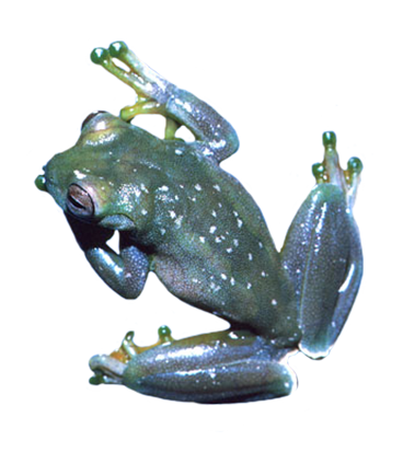 blue green frog