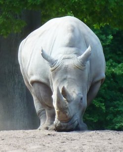 Frontal rhinoceros picture white