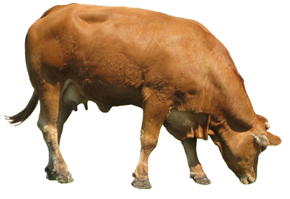 animal graphics brown cow