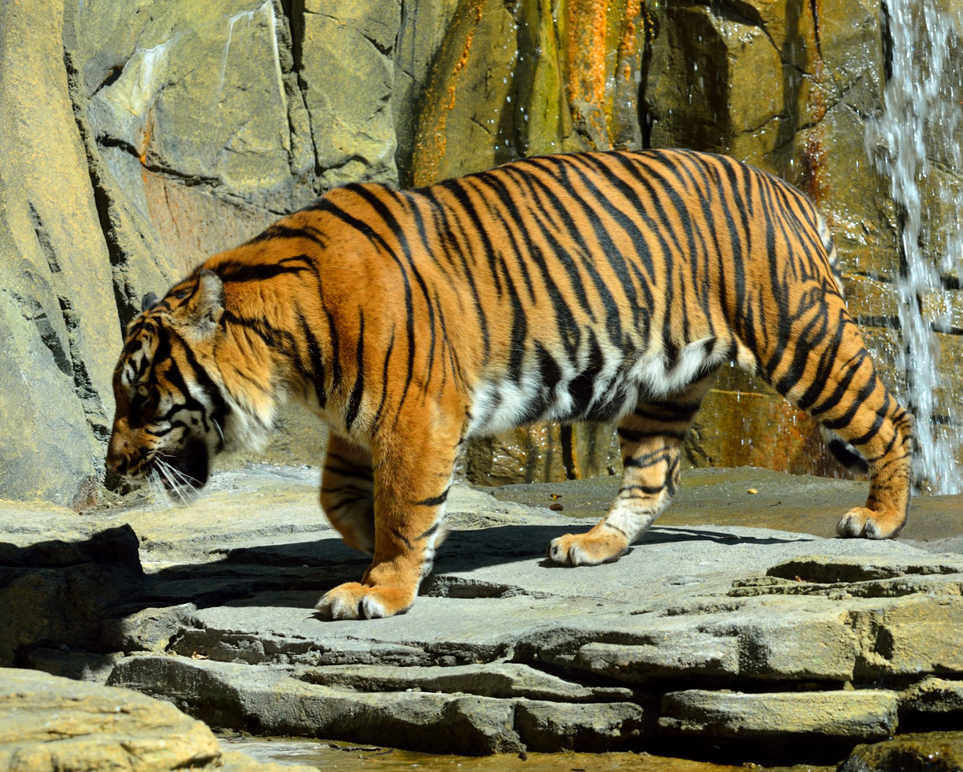 sumatran tiger image