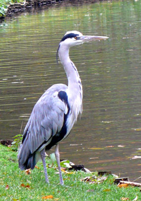 Heron at lake