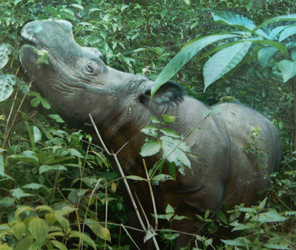 Sumatran rhinoceros in rain forest