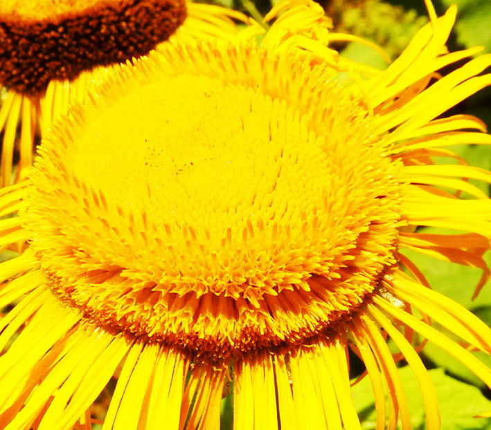 close up photo yellow flower