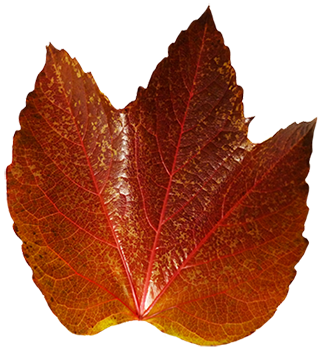 dark red autumn leaf