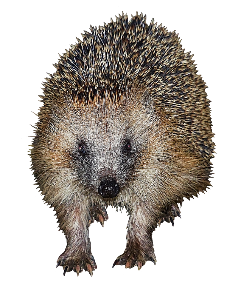 Hedgehog Clipart