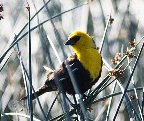 Yellow headed Blackbird