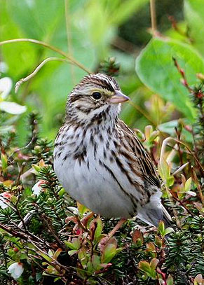 Savanna Sparrow