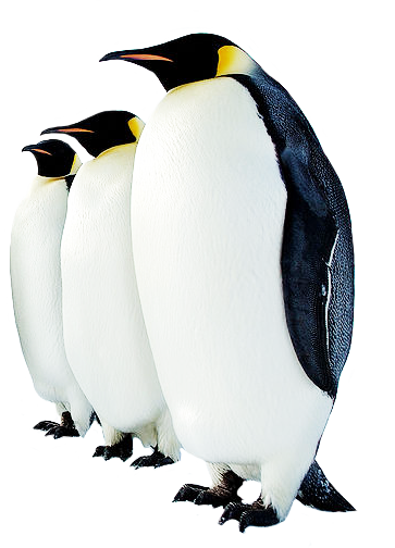 Three Emperor penguins