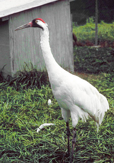 bird pictures Whooping crane 