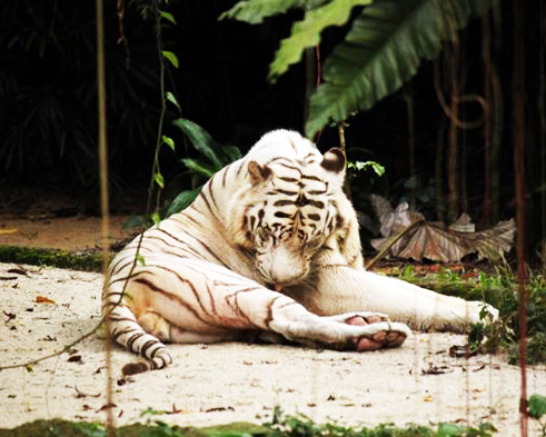 white tiger licking itself