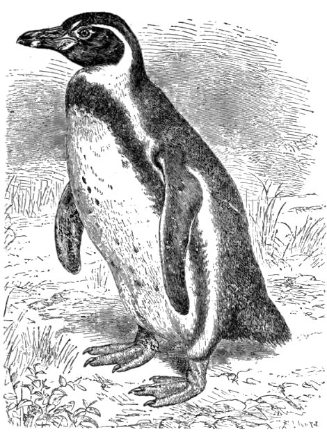 Humboldt penguin sketch