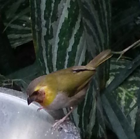 cuban grassquit female