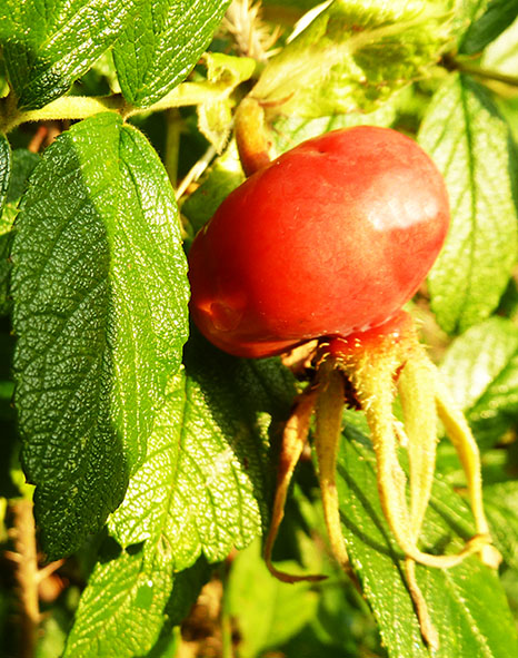 rosehip