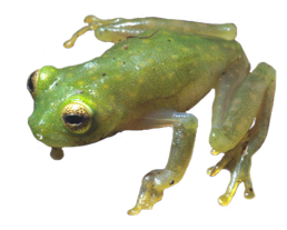 Frog clipart