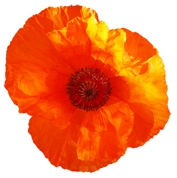 red poppy flower clipart