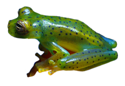 blue spotted green frog clip art