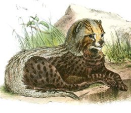 Old drawing of cheetah