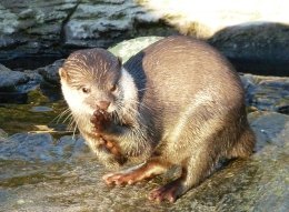 Small-clawed otter