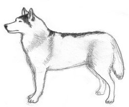 drawing of Siberian husky
