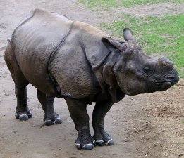Indian rhino standing
