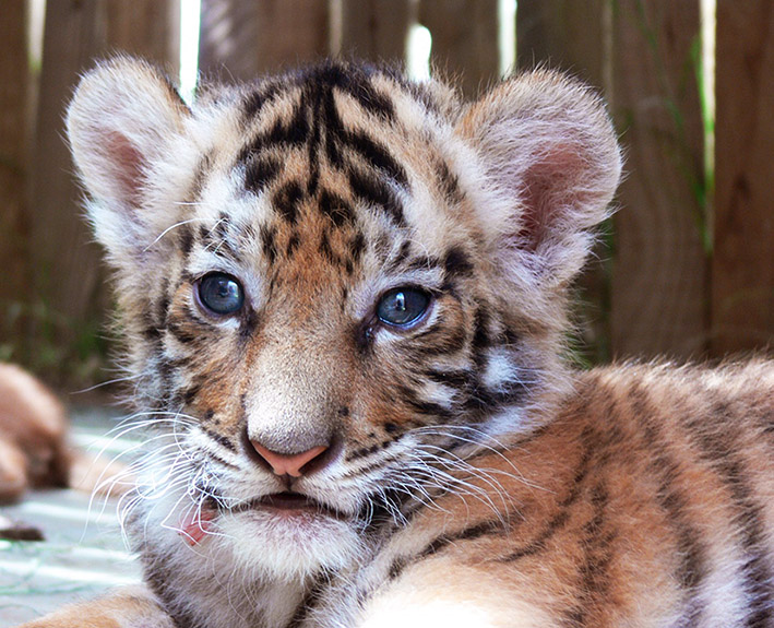 baby tiger