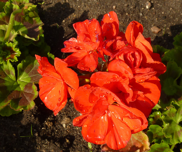 Red flowers with water drops