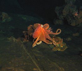 octopus photos